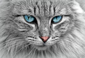 Katinas mėlynomis akimis